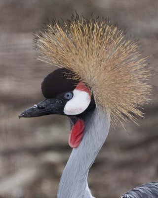 GreyCrownedCrane5.jpg