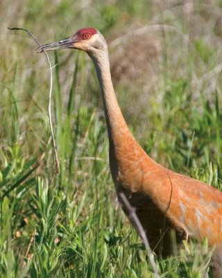 SandhillCrane105.jpg