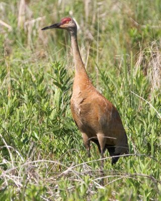 SandhillCrane107.jpg