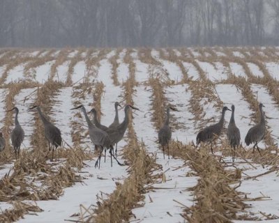 SandhillCrane111.jpg