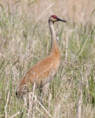 SandhillCrane119R.jpg