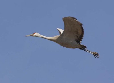 SandhillCrane123.jpg