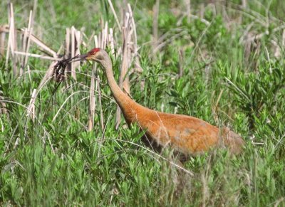 SandhillCrane127.jpg