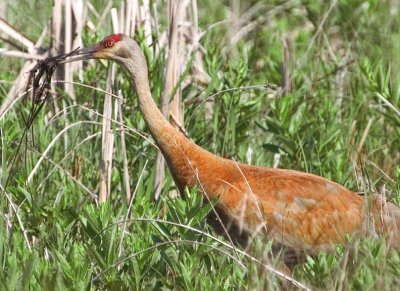 SandhillCrane128.jpg