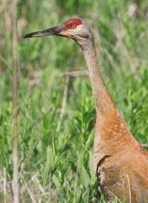 SandhillCrane131.jpg