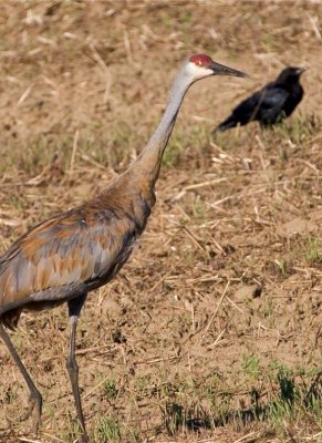 SandhillCrane135.jpg