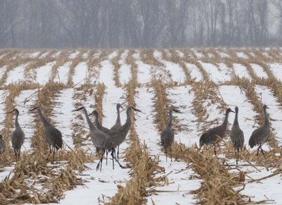 SandhillCrane136.jpg