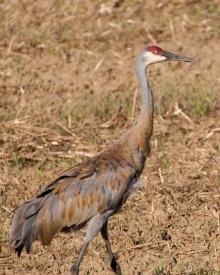 SandhillCrane137.jpg