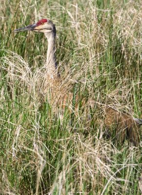 SandhillCrane138.jpg