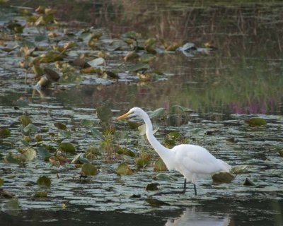 GreatEgret20R.jpg