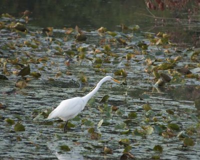 GreatEgret22R.jpg