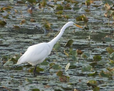GreatEgret23.jpg