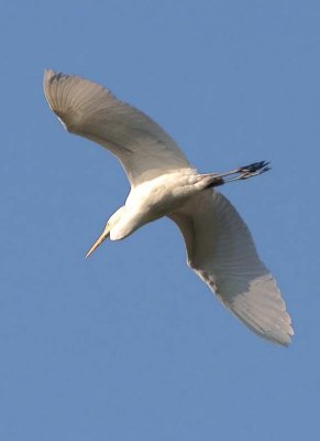 GreatEgret36.jpg
