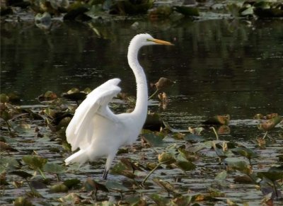 GreatEgret38.jpg