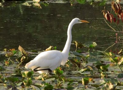 GreatEgret40.jpg
