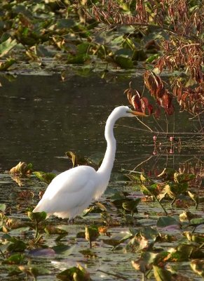 GreatEgret41.jpg