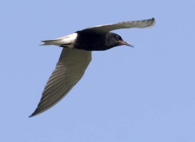 BlackTern26.jpg