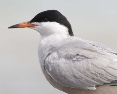 CommonTern34.jpg