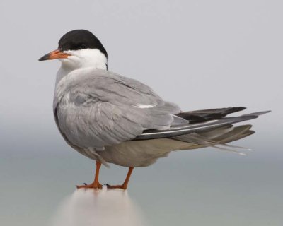 CommonTern35R.jpg