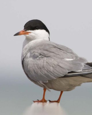 CommonTern36.jpg