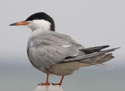 CommonTern50.jpg