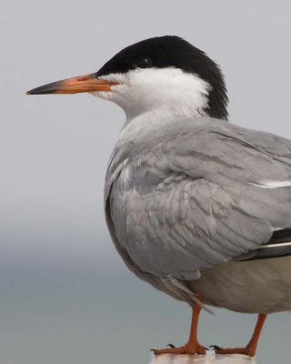 CommonTern53.jpg