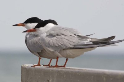 CommonTern56.jpg