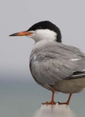 CommonTern57.jpg