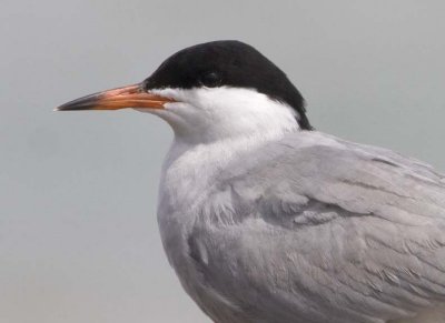 CommonTern63.jpg