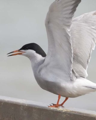 CommonTern68.jpg