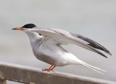 CommonTern85.jpg