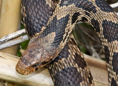 EasternFoxSnake17.jpg