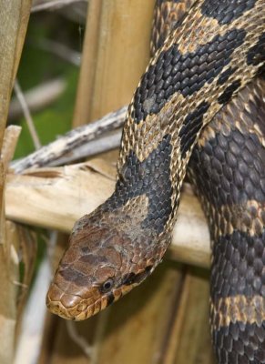 EasternFoxSnake19.jpg