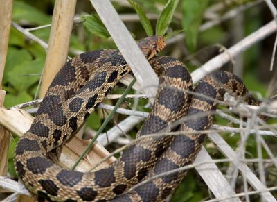 EasternFoxSnake24.jpg