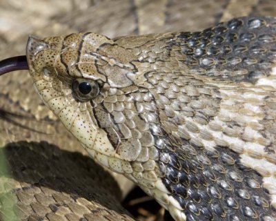 EasternHognoseSnake23.jpg