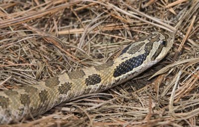 EasternHognoseSnake39R.jpg