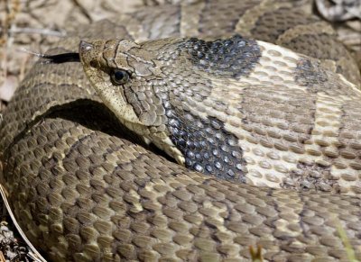 EasternHognoseSnake59.jpg