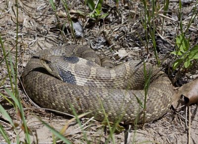 EasternHognoseSnake60.jpg