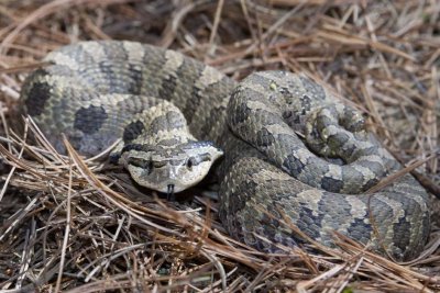 EasternHognoseSnake63.jpg