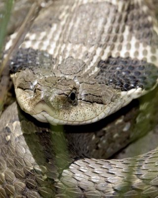 EasternHognoseSnake70.jpg