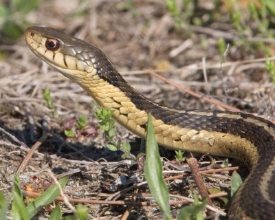 GarterSnake3.jpg