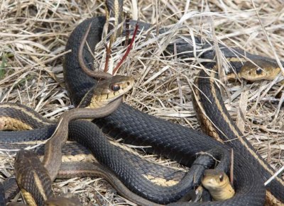 GarterSnake41R.jpg