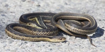 GarterSnake53R.jpg