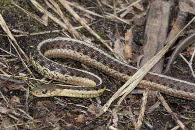 GarterSnake58R.jpg