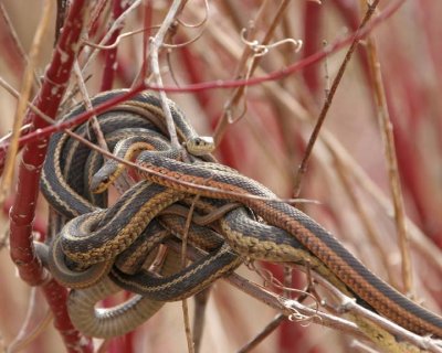 GarterSnake62.jpg