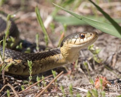 GarterSnake8.jpg