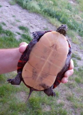 MidlandPaintedTurtle1.jpg