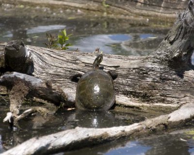 PaintedTurtle11R.jpg