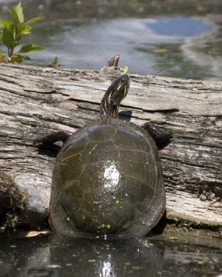PaintedTurtle12.jpg