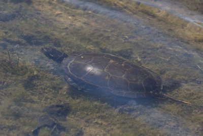 PaintedTurtle21R.jpg